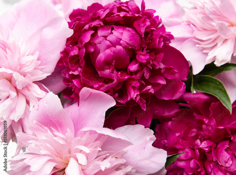 burgundy and pink peony flower as background