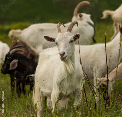 white goat grazing in the meadow