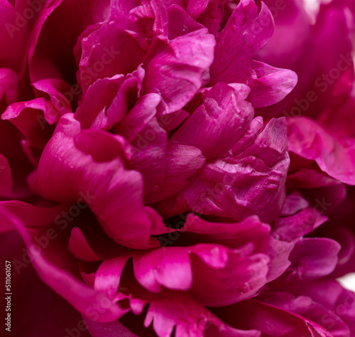 burgundy peony flower as background