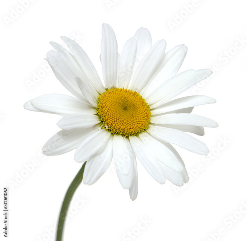 white chamomile flowers on white background © studybos