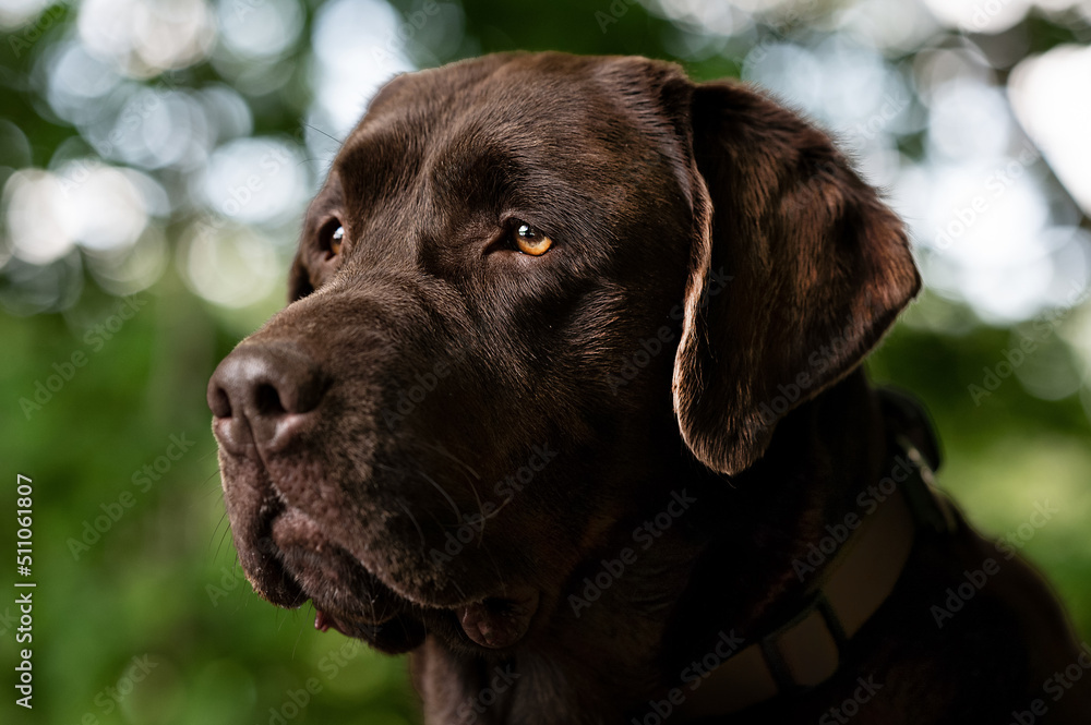 Labradorportrait