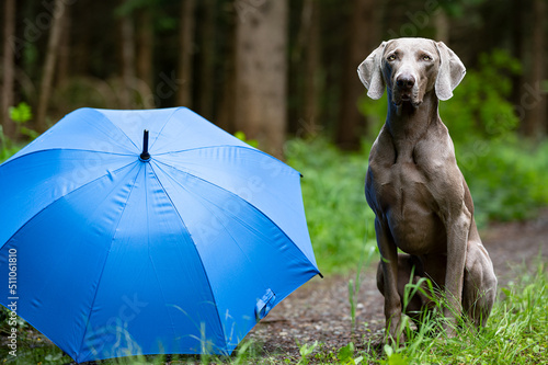 Jagdhund und Regenschirm