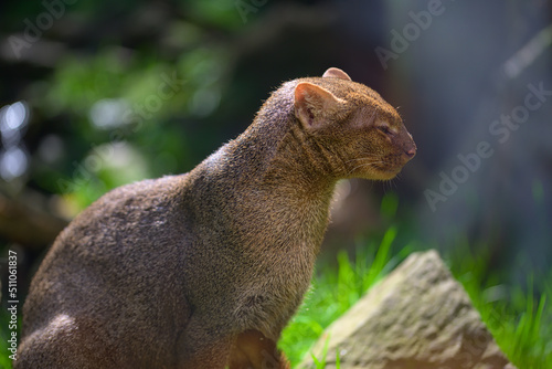 Wallpaper Mural jaguarondi sitting on the edge of the grass Torontodigital.ca