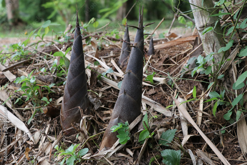 Obraz premium Bamboo shoots, natural raw materials, thrive in the rainy season