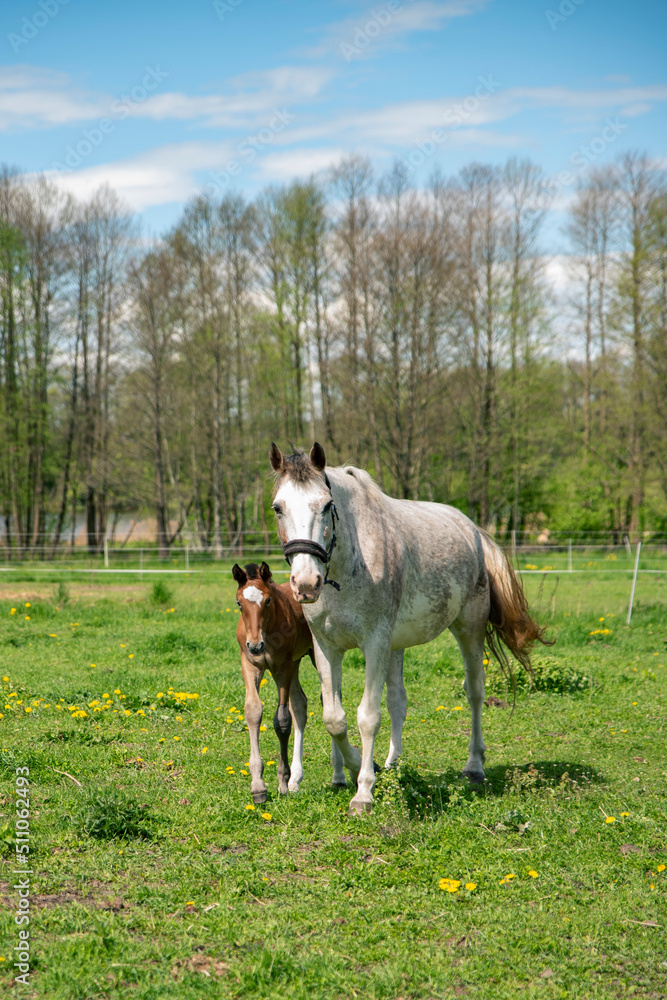 white mother horse and young brown foal is standing in the grass field, mother is eating and foal is looking towards field