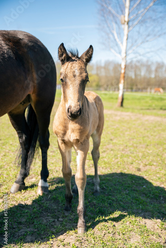 white foal and brown mother horse are standing in field, mother eating grass and foal is looking inti camera