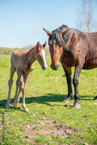 white foal and brown mother horse are standing in field, mother eating grass and foal is looking inti camera