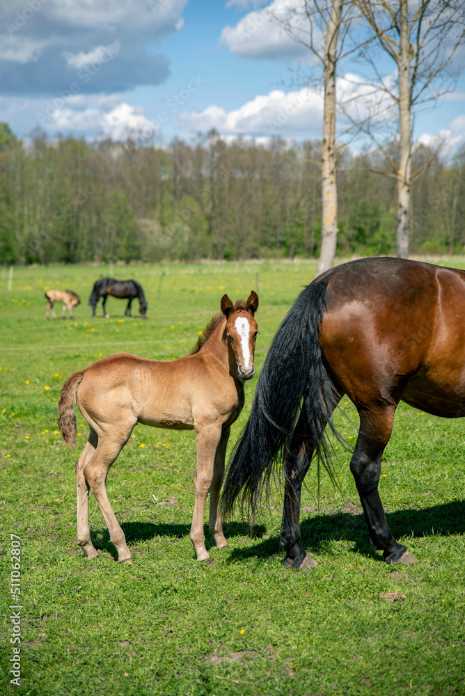 Little light brown foal is standing beside mothers tail and looking straight into camera