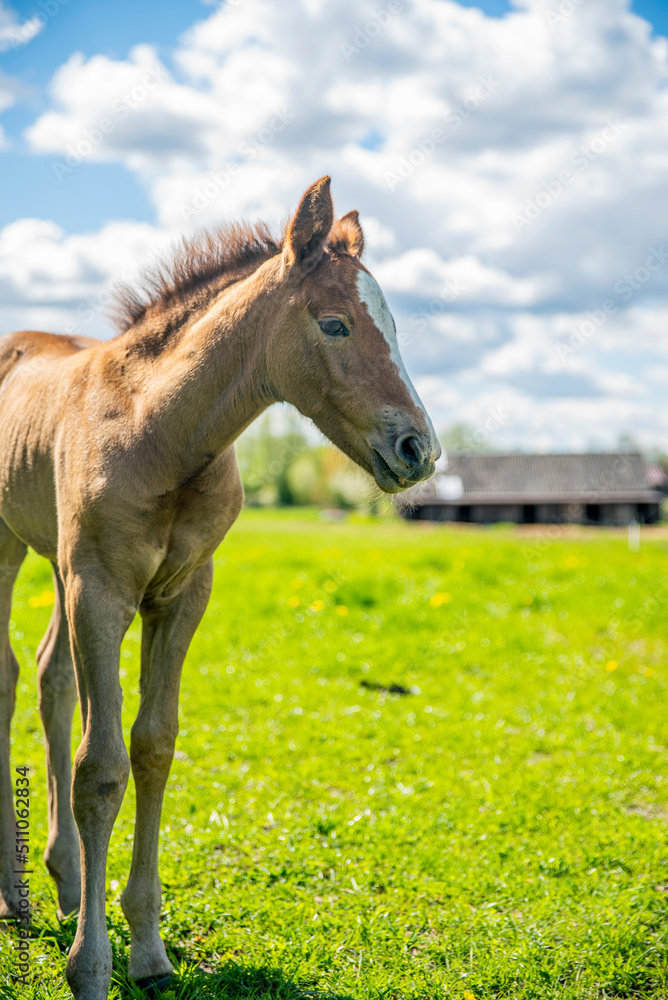 Obraz premium little young horse looking into something down the field, standing in the grass field
