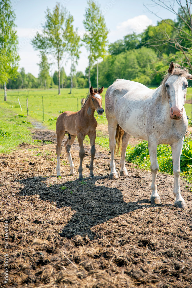 Horse foal with mother horse in the field, brown foal and white mother horse Horse foal with mother horse in the field, brown foal and white mother horse