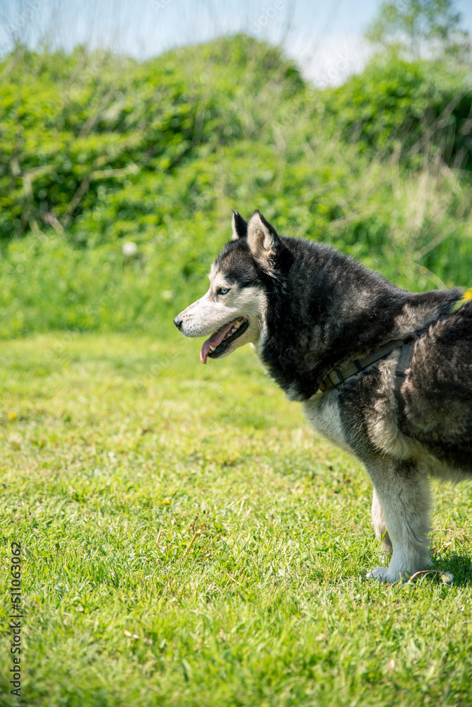 husky breed dog looking toward himself, half body visible black white hair
