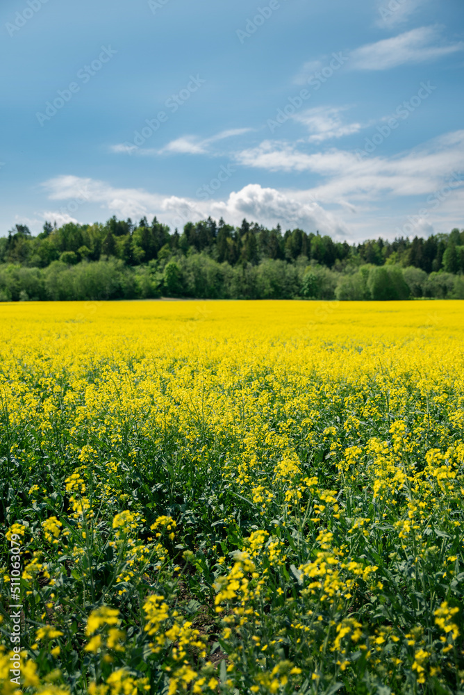 rapeseed yellow field in front of high trees and blue sky
