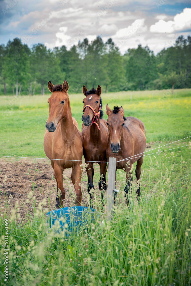 3 horses siblings standing beside each other and looking straight 3 horses siblings standing beside each other and looking straight