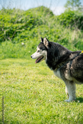 husky breed dog looking toward himself  half body visible black white hair 