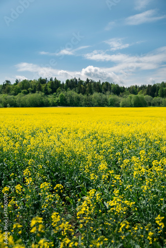 rapeseed yellow field in front of high trees and blue sky © baarisa