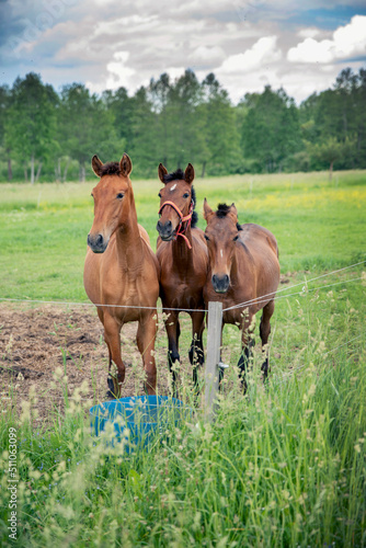 3 horses siblings standing beside each other and looking straight