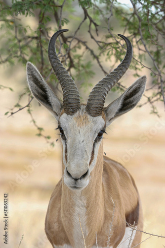 Springbok in the Kgalagadi