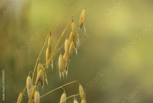 Wild oats like weeds growing in a field Avena fatua, Avena ludoviciana.selective focus natural background. photo