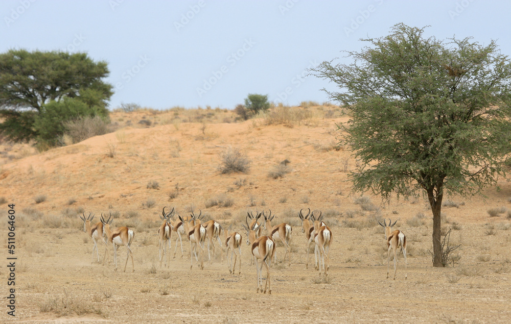 Springbok in the Kgalagadi Springbok in the Kgalagadi