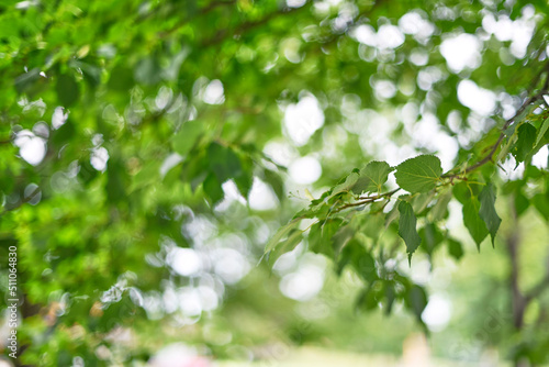 Leaves on a tree