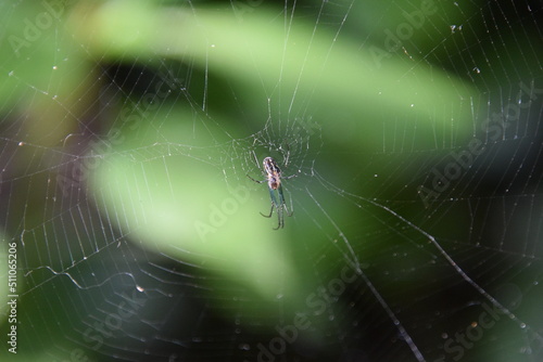 leucauge venusta spider on its web with green leaves background