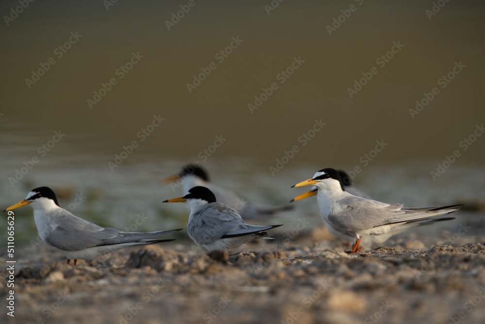 Little Terns at Asker Marsh, Bahrain Little Terns at Asker Marsh, Bahrain