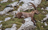 Alpine Ibex in the morning in Julian Alps