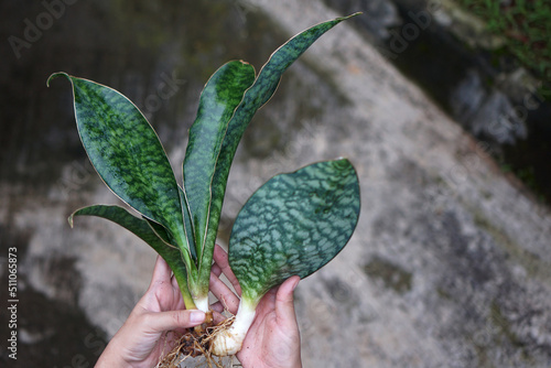 Photo of a woman's hand holding a sansevieria plant ready for propagated.                photo
