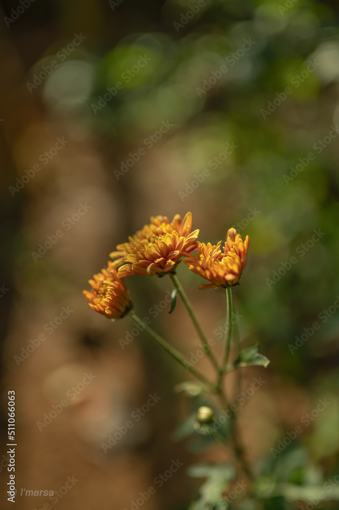 orange flower orange flower