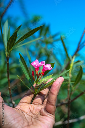 flower in hand