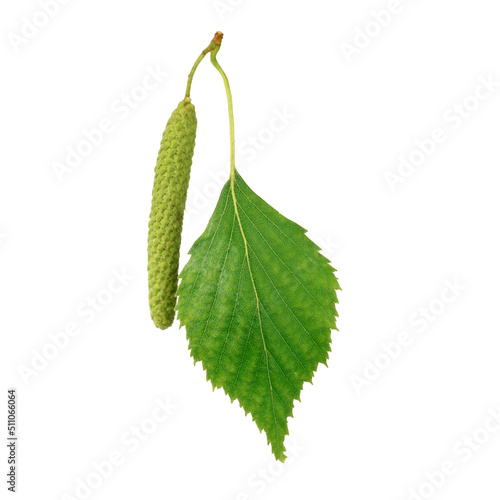 birch leaf from catkin on white background