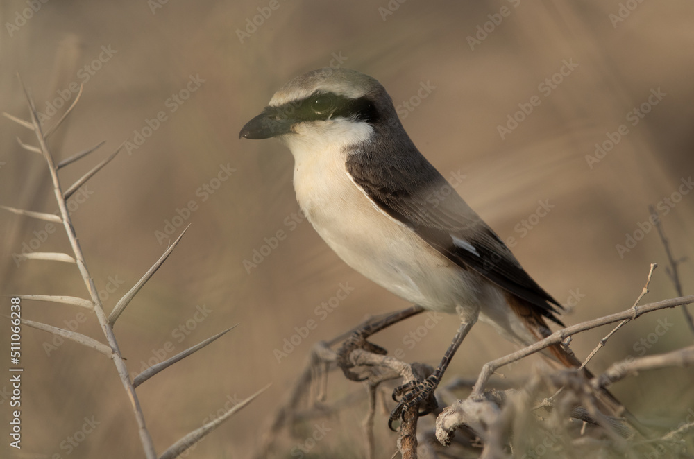 Closeup of a Red-tailed Shrike at Asker marsh, Bahrain Closeup of a Red-tailed Shrike at Asker marsh, Bahrain