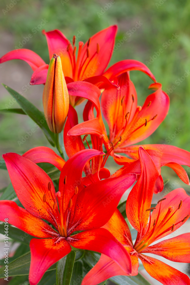 red lily flowers red lily flowers