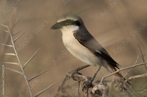 Closeup of a Red-tailed Shrike at Asker marsh, Bahrain