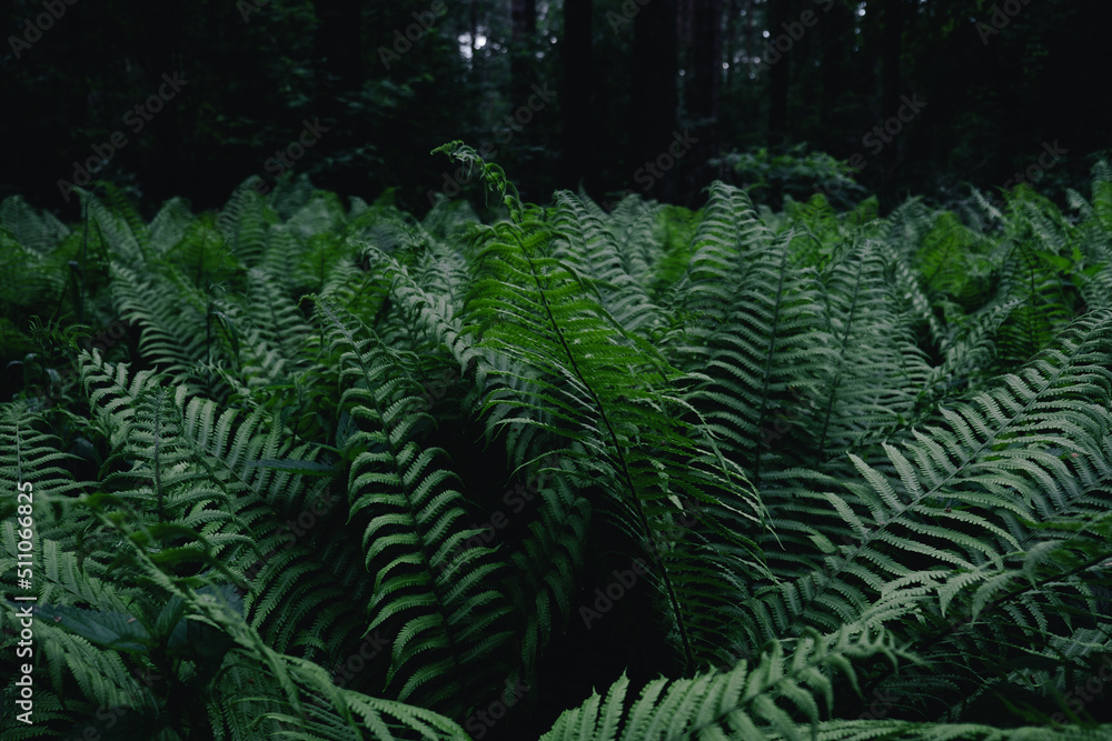 Photos of Ferns and Greenery in the Forest for Texture
