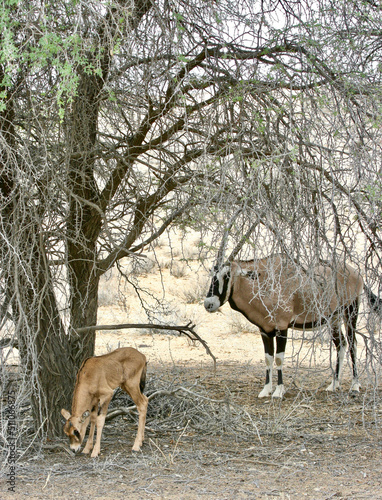 Gemsbok with calf in the Kgalagadi