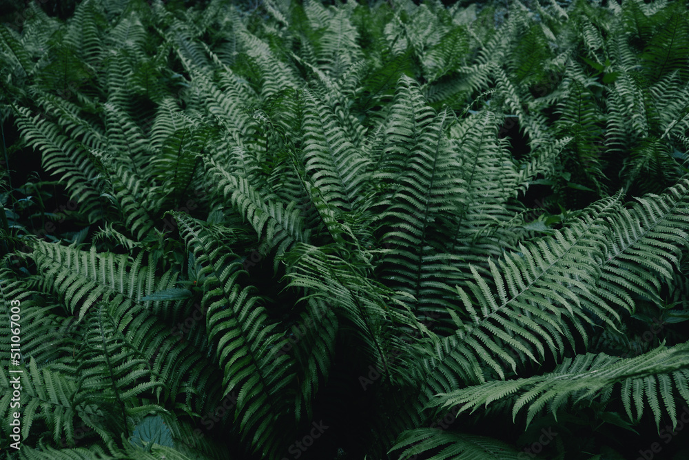 Photos of Ferns and Greenery in the Forest for Texture