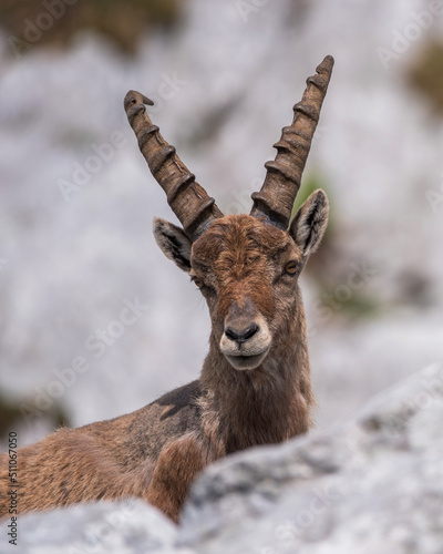 Alpine Ibex in the morning in Julian Alps © gljivec