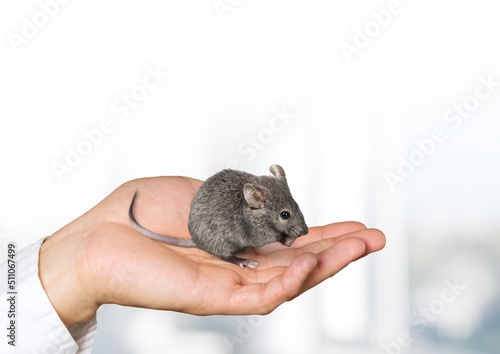 Little pet: mouse on arm. Decorative little mouse. Home animal, fun pet. Cute mice.