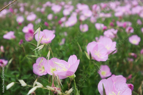 pink tulips in the garden © SAI