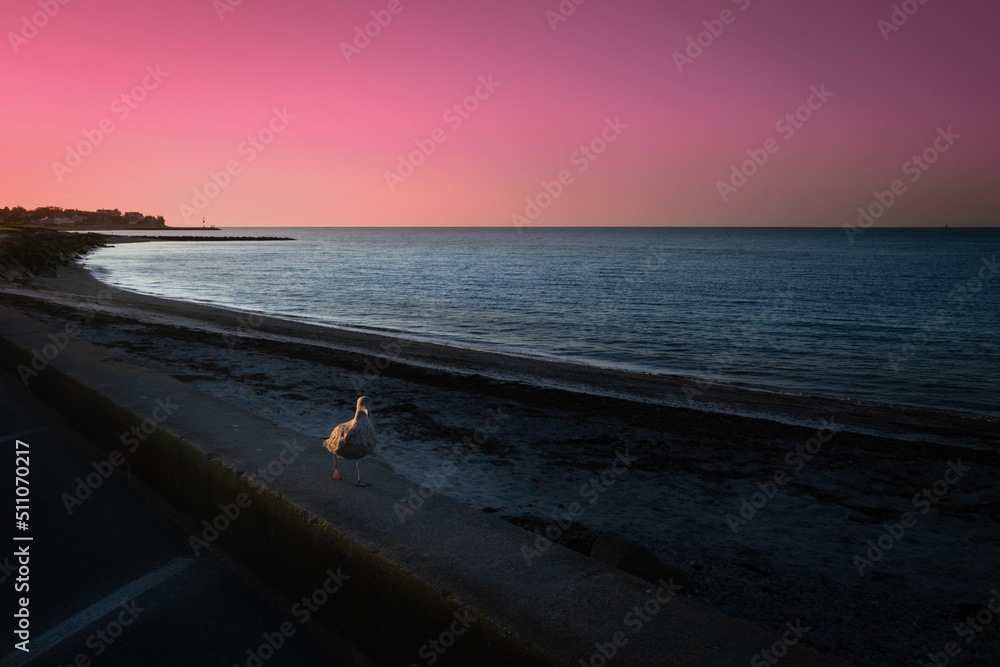 Seascape at sunrise on Cape Cod beach with a seagull walking toward the camera. Pink sky at dawn over the Atlantic Ocean in the summer. Seascape at sunrise on Cape Cod beach with a seagull walking toward the camera. Pink sky at dawn over the Atlantic Ocean in the summer.