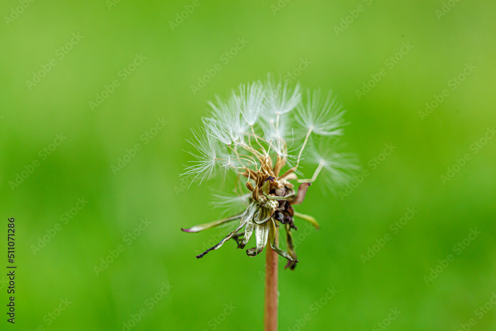dandelion on a background of green gras dandelion on a background of green gras