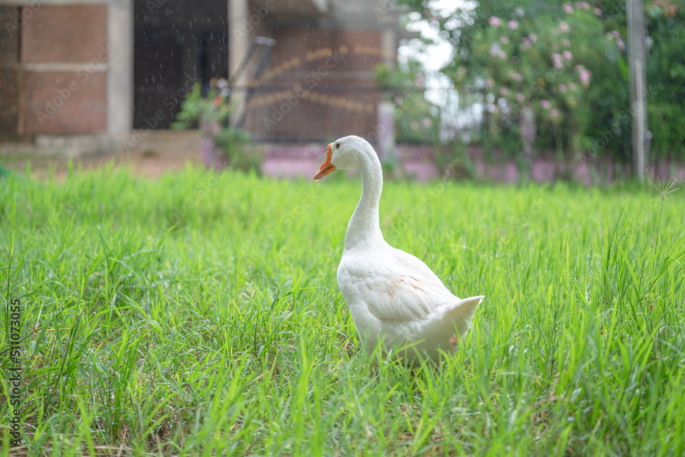 The yellow gosling walked to the grass, and the light shone from behind. The yellow gosling walked to the grass, and the light shone from behind.