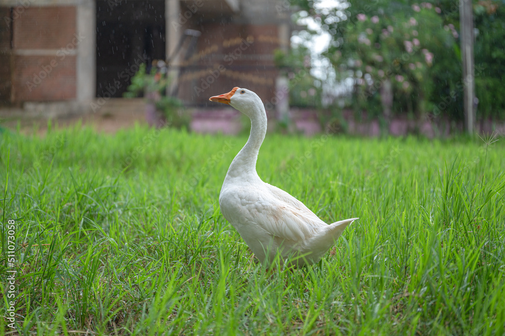 The yellow gosling walked to the grass, and the light shone from behind. The yellow gosling walked to the grass, and the light shone from behind.