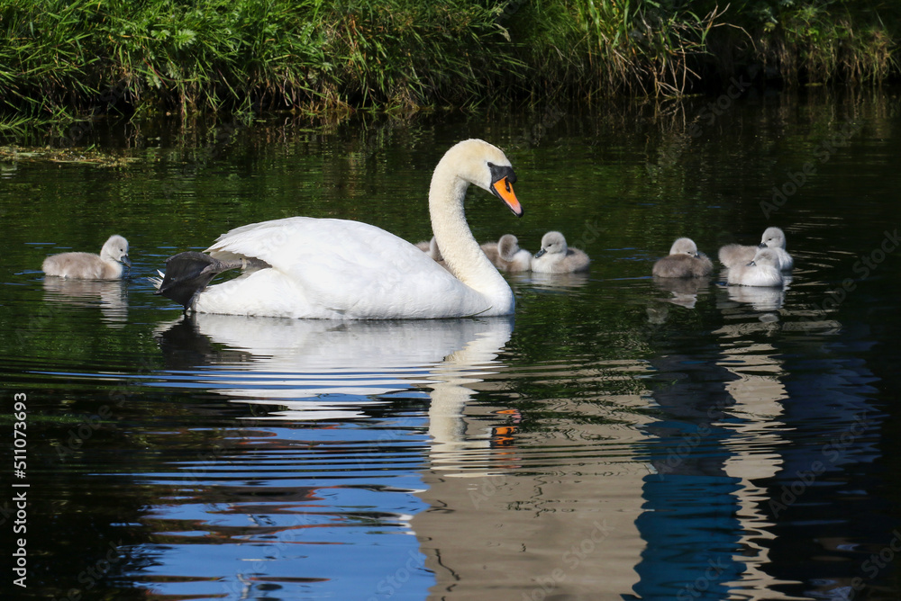 Swan with seven cygnets glides on water at Grand Canal. Reflection and ripples in dark waters. Young baby swans with fluffy feathers swimming. Dublin, Ireland Swan with seven cygnets glides on water at Grand Canal. Reflection and ripples in dark waters. Young baby swans with fluffy feathers swimming. Dublin, Ireland