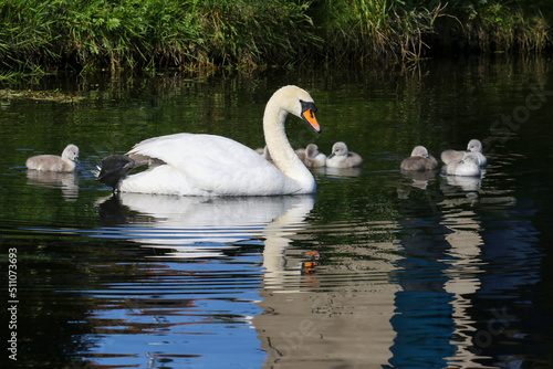 Swan with seven cygnets glides on water at Grand Canal. Reflection and ripples in dark waters. Young baby swans with fluffy feathers swimming. Dublin, Ireland