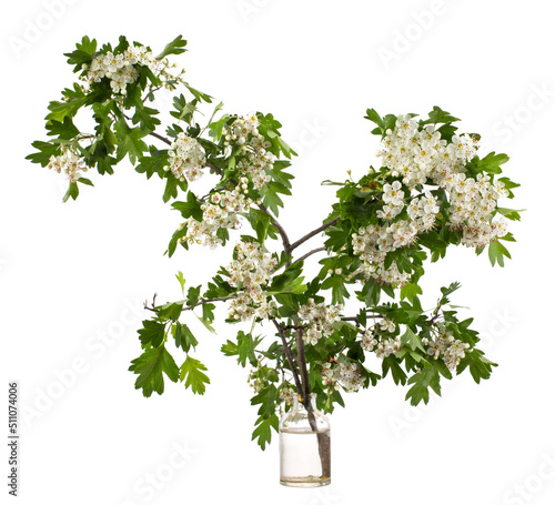 Flowering branch of hawthorn in a glass vessel with water on a white background