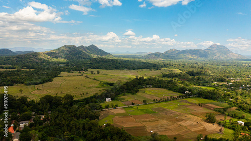 Aerial drone of Agricultural land and rice fields in the countryside. Farmers land surrounded by jungle. Sri Lanka.
