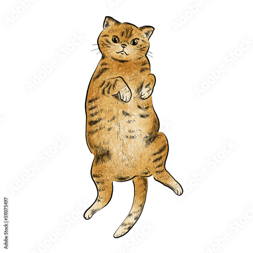 仰向けになっている茶トラ猫のイラスト素材