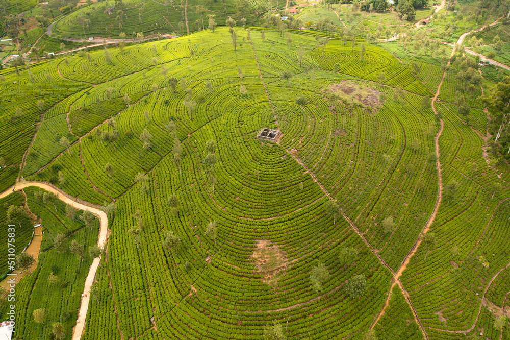 Top view of Tea estate landscape, Sri Lanka. Landscape with green fields of tea. Lipton's Seat.
